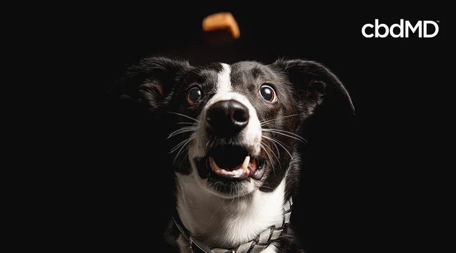 How to Make CBD Dog Treats Homemade Delights cbdMD