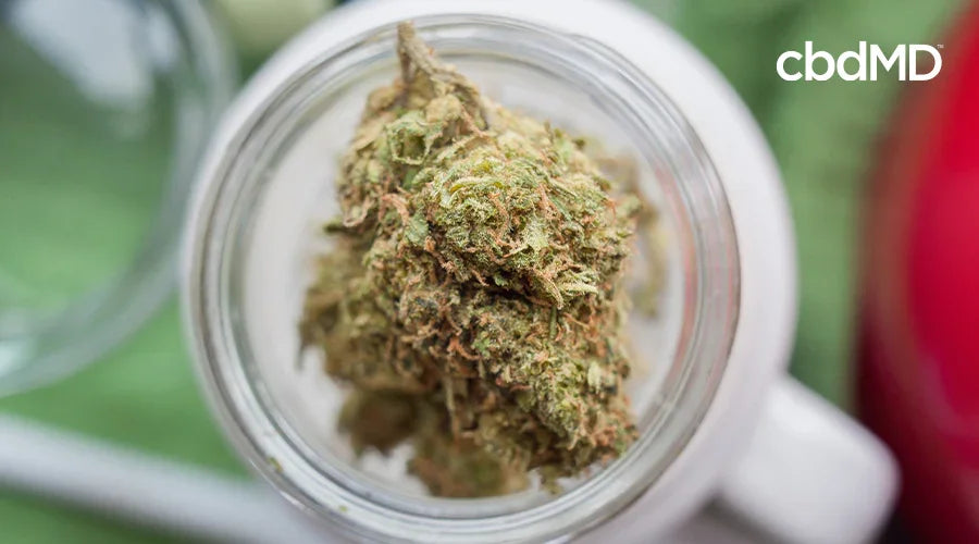 Close-up of a hemp flower bud in a glass jar, natural wellness product