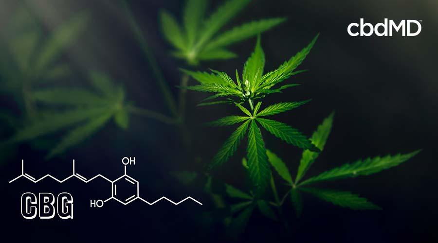 Green cannabis plant with CBG molecule diagram, promoting CBG benefits