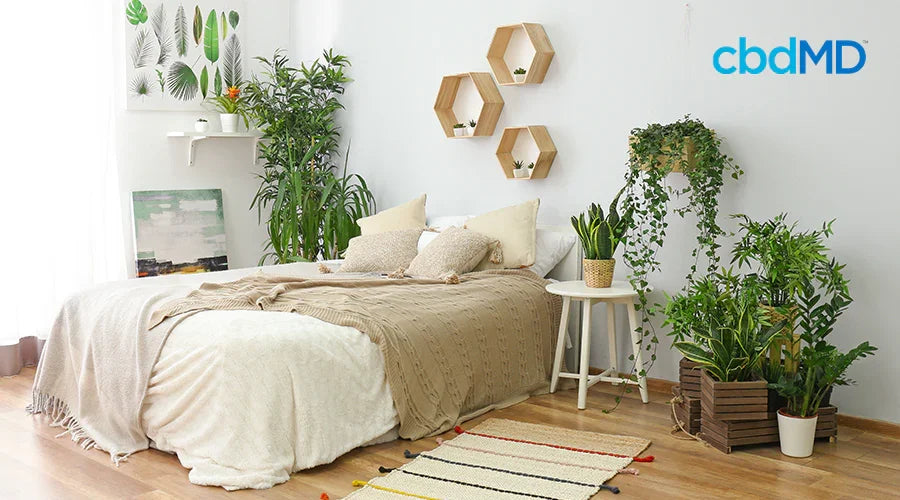 Can Houseplants Help You Sleep Better? - cbdMD