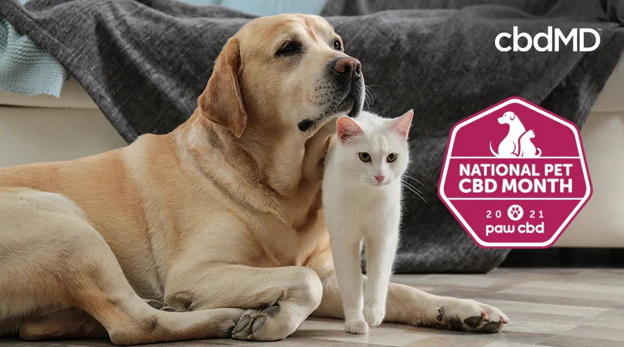 Celebrate National Pet CBD Month with cbdMD Celebrate National Pet CBD Month with cbdMD
