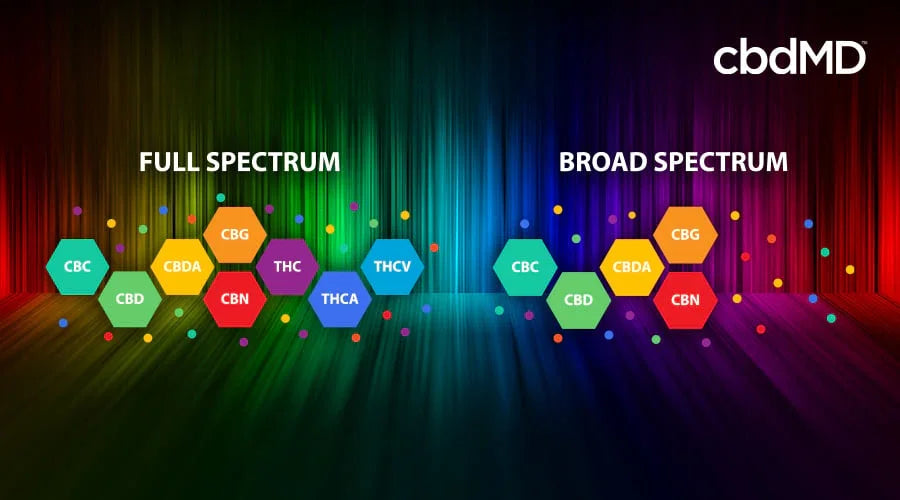 Infographic comparing full spectrum vs broad spectrum CBD with colorful cannabinoid icons.