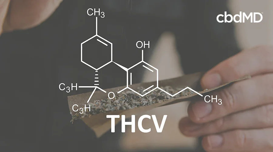 THCV molecular structure overlay on hands preparing herbal product