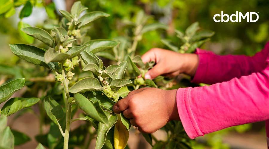 What Is Ashwagandha? Can It Help? - cbdMD