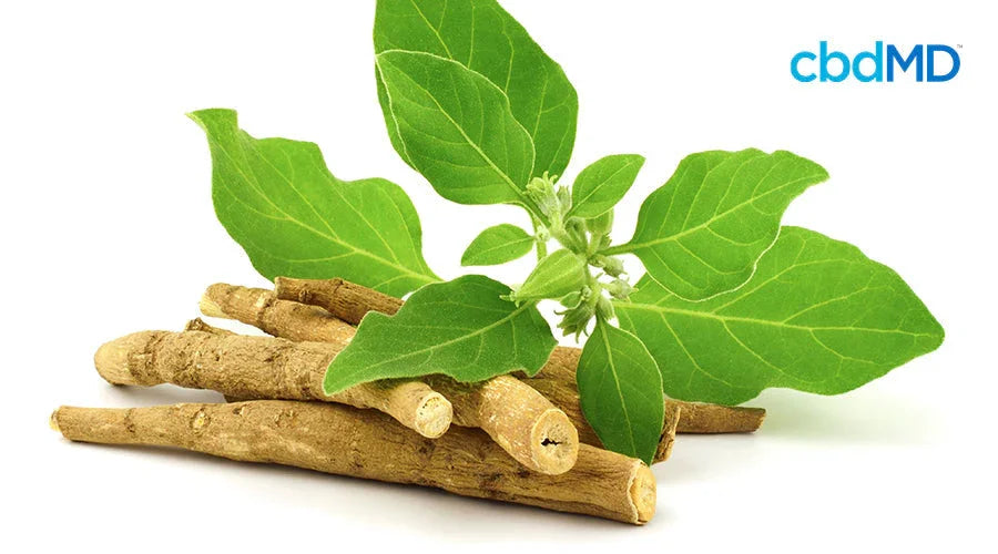 Ashwagandha and CBD for Better Sleep - cbdMD