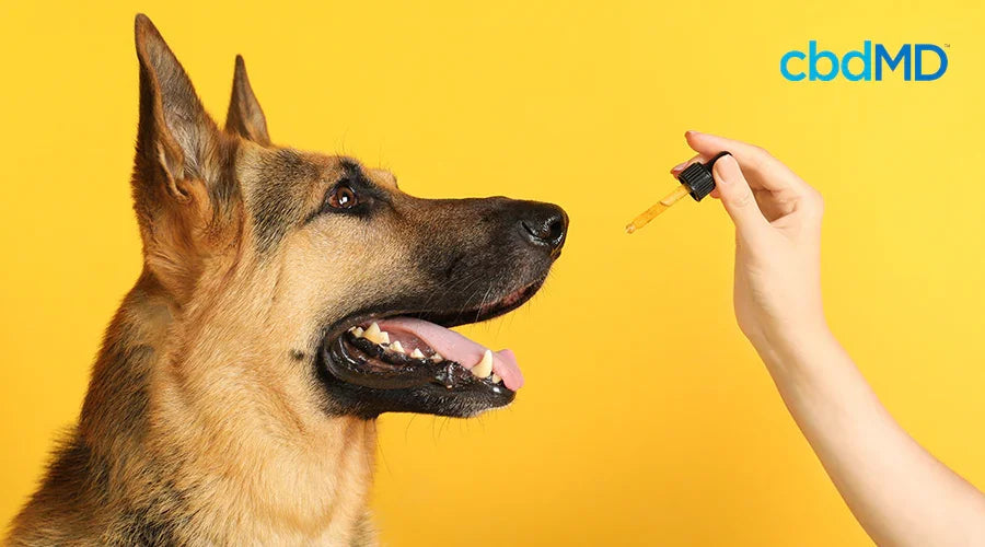 German Shepherd dog with open mouth beside a dropper of pet wellness oil on yellow background