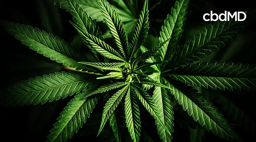 Close-up of green cannabis leaf with cbdMD text, highlighting hemp plant details