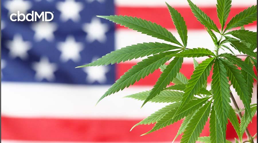 Hemp plant leaves in front of a blurred American flag, symbolizing CBD legality in the US.