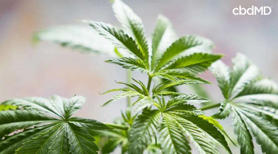 Cannabis Plant as Source of Delta 9 THC