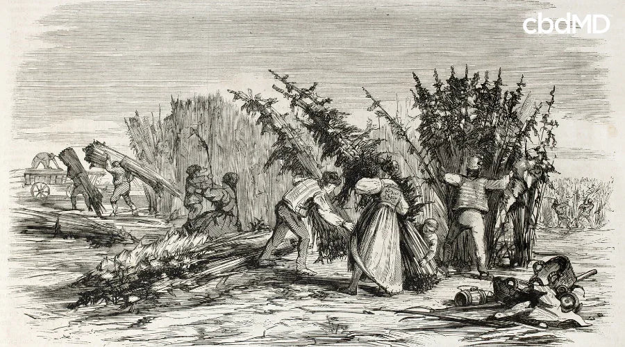 Illustration of Hemp Harvesting on Rhine Bank in 1860