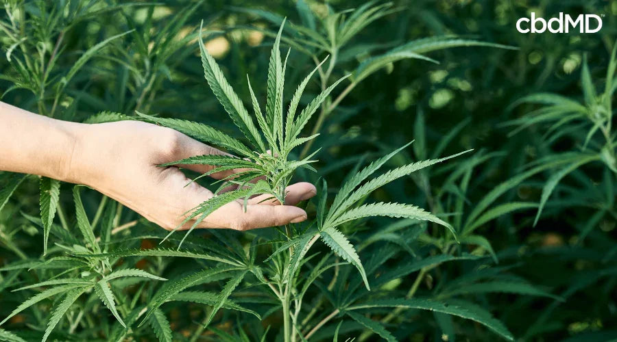 Hand holding fresh hemp plant outdoors in a green field