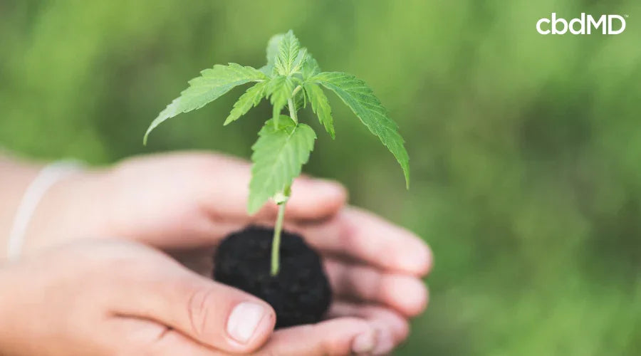 Person Holding Growing Hemp Plant in Hands