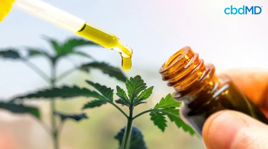 Dropper dispensing CBD oil tincture into amber bottle near hemp plant