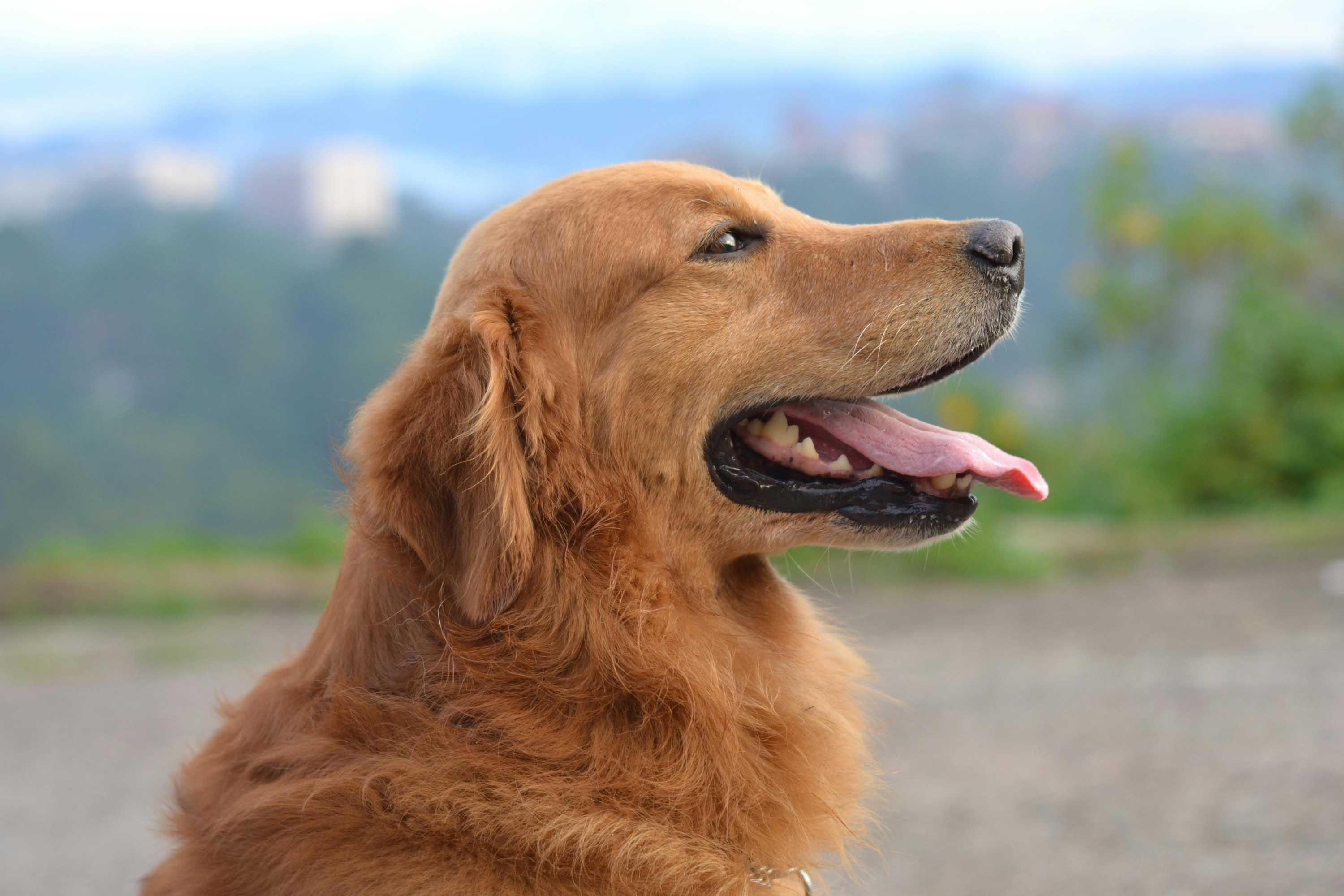 The Benefits of Dog Probiotics A Complete Guide