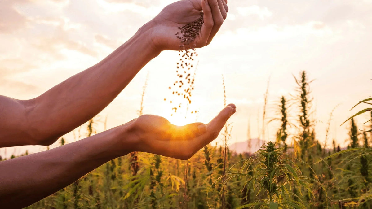 The Future of Hemp: Innovations in Sustainability | cbdMD