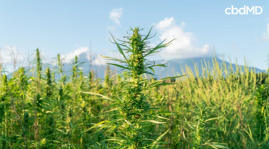 Vibrant Hemp Stalk Growing in Sustainable Farm