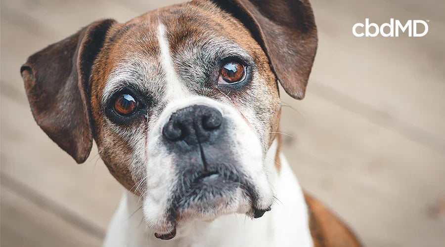 Close-up of a senior brown and white dog with soulful eyes on a wooden floor