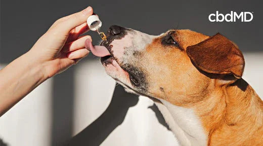 The Benefits of CBD Oil for Dogs - cbdMD