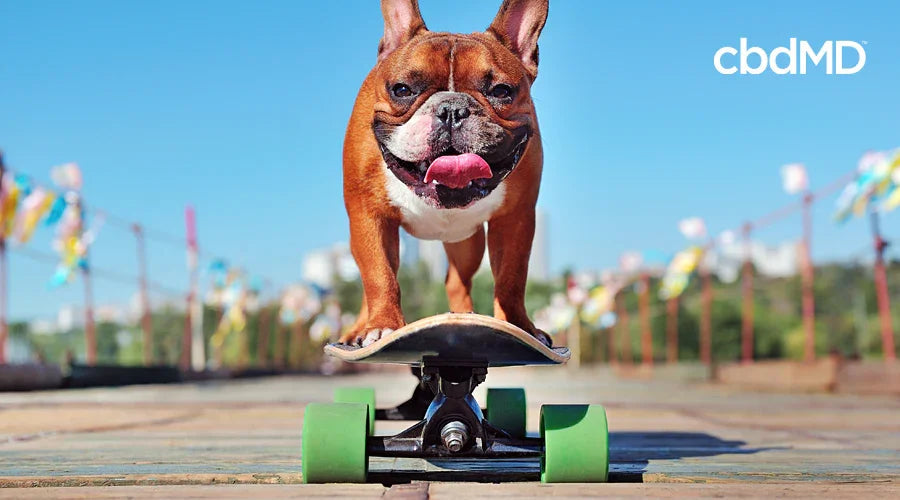 Happy French Bulldog riding a skateboard outdoors, healthy lifestyle for active dogs