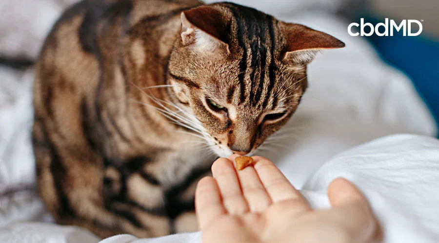 Tabby cat sniffing a pet treat in a person's hand on a bed, cbd treats for cats visible
