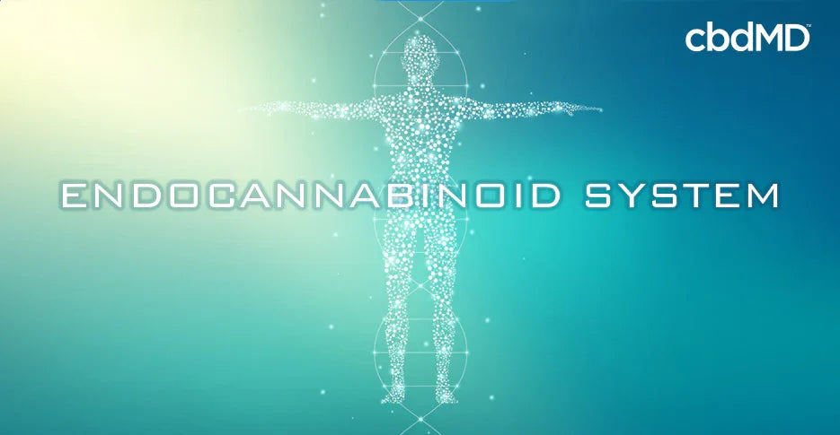 Digital human silhouette with glowing dots and text 'Endocannabinoid System' on blue background