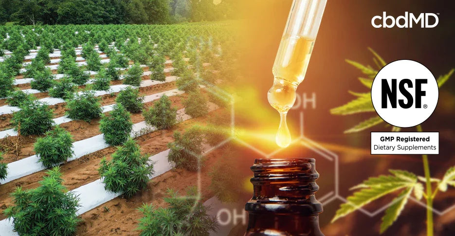 GMP Registration: Elevating Quality Standards - cbdMD