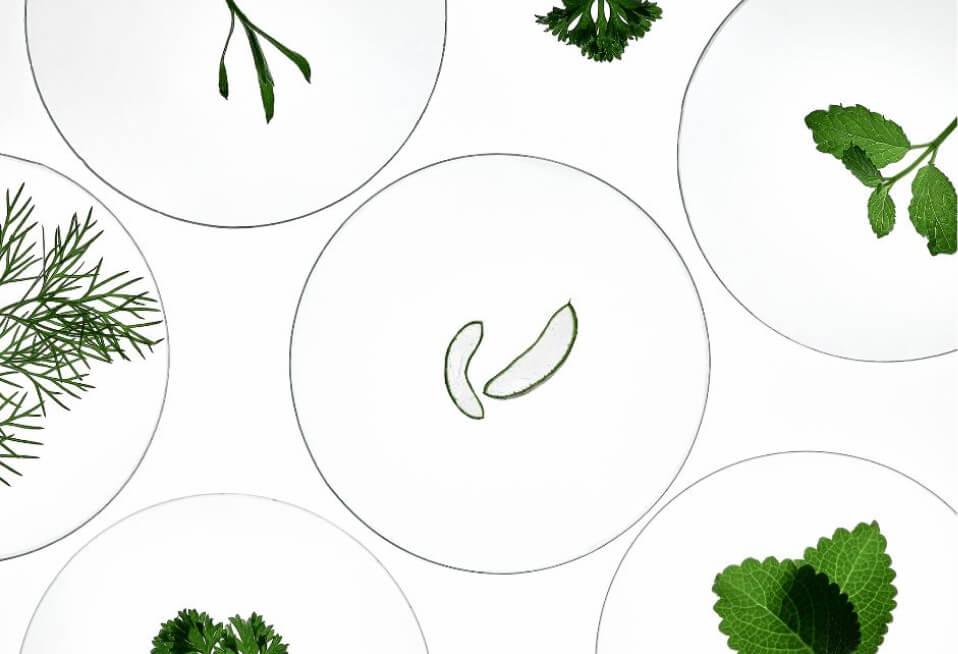 Various fresh green herbs and plants on clear glass dishes, white background