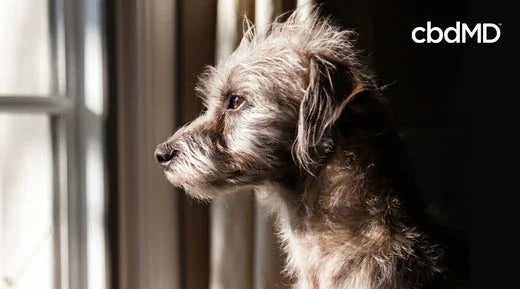 Can CBD Help a Dog with Separation Anxiety? - cbdMD