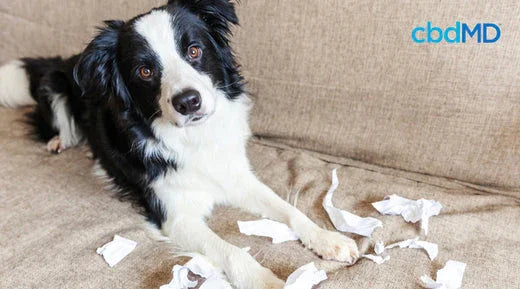 Can I Give My Dog CBD Oil For Anxiety and Stress Support? - cbdMD