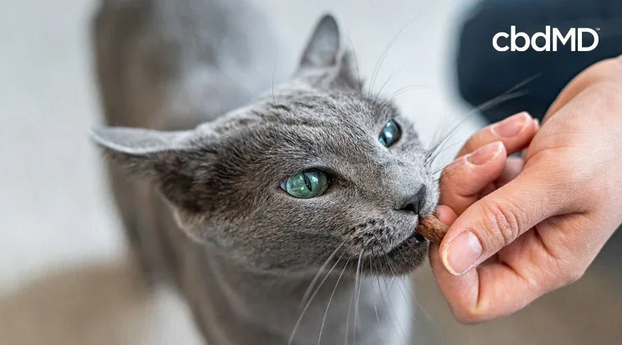 CBD For Cats: How To Train Your Cat Using CBD Treats - cbdMD