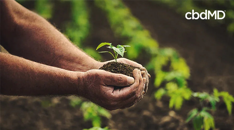 Farmer holding soil with a small plant in an organic CBD hemp field