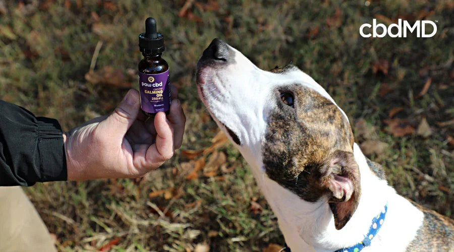 Dog sniffing a paw cbd calming oil bottle outdoors, pet wellness supplement scene.