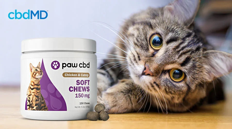 Cat CBD Treats: How to Reward Your Cat the Healthy Way - cbdMD