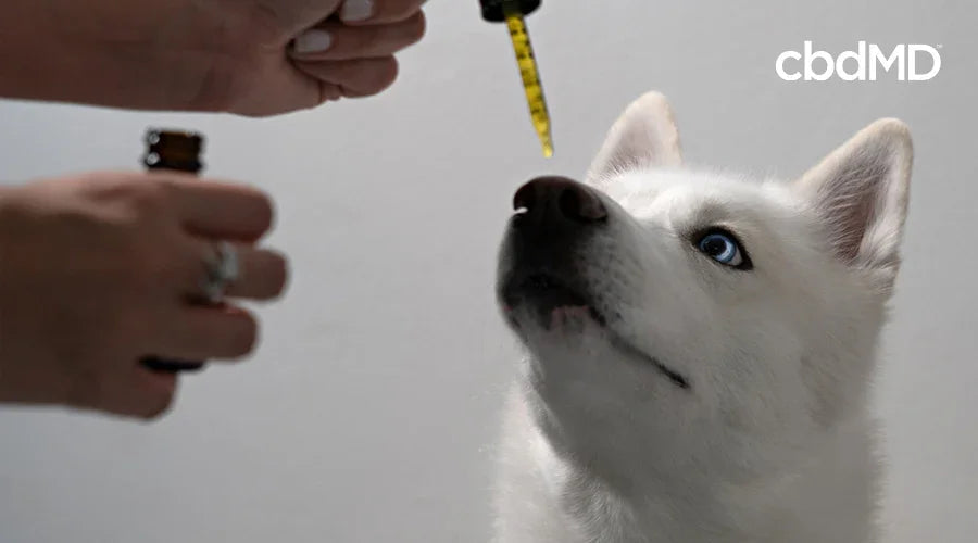 Person giving a white dog CBD oil with dropper, pet wellness supplement concept