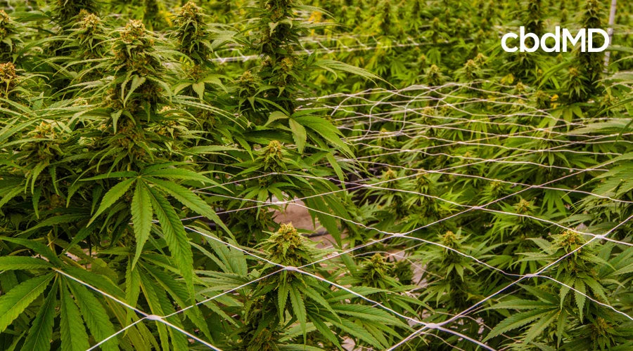 hemp plants in a controlled grow environment