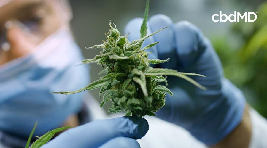 CBD vs THC vs Delta 9 - cbdMD