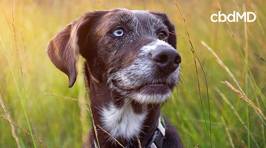Senior dog with gray fur sitting in tall grass, close up, outdoors, cbdMD logo visible