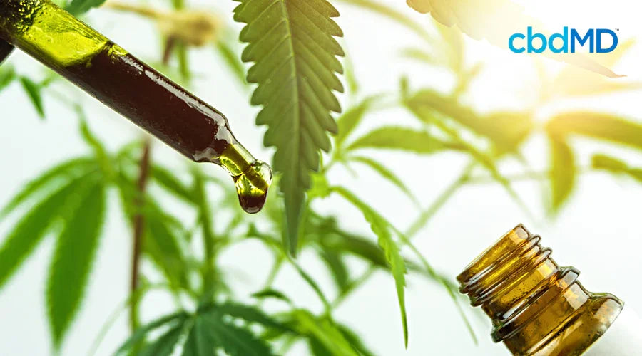 The Complete Guide to How CBD Oil is Made - cbdMD