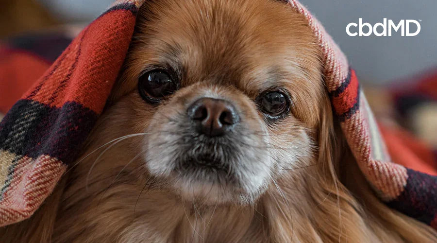 How to Identify the Critical Signs of Stress in a Dog - cbdMD