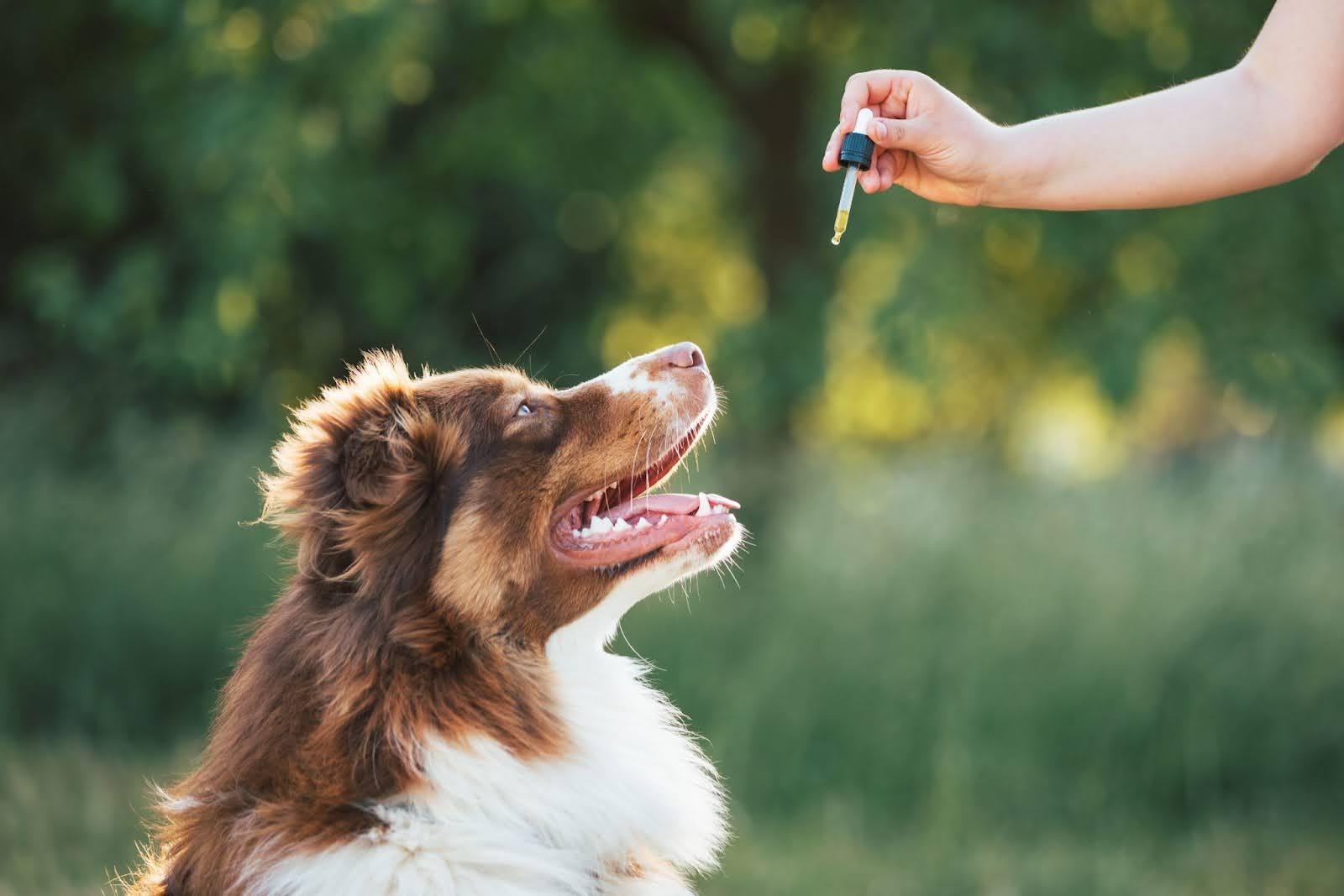 Understanding the Benefits and Proper Dosage of CBD for Pets - cbdMD