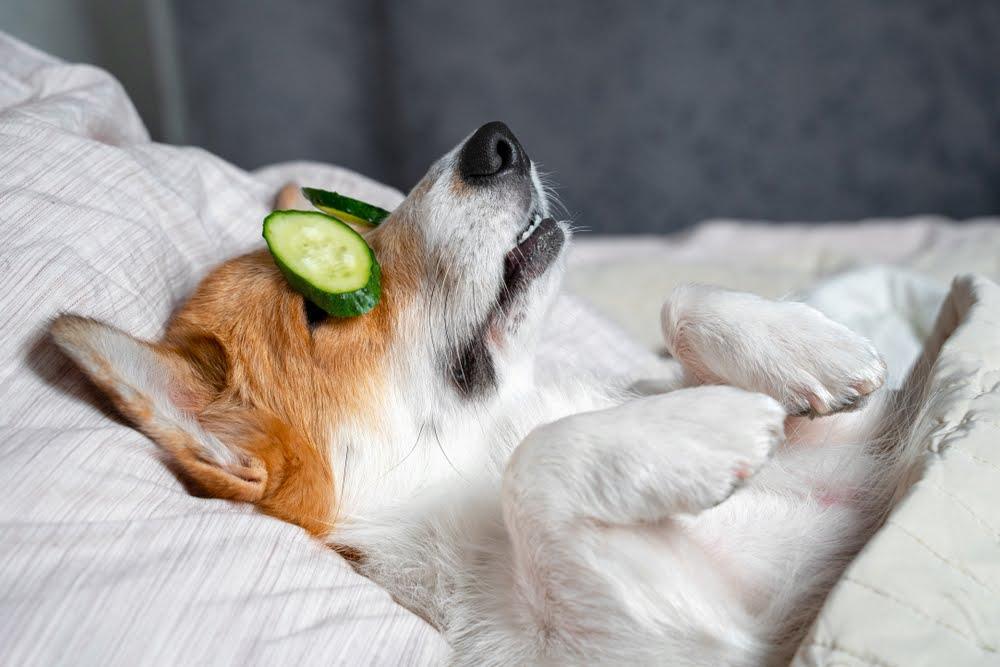 Relaxed corgi dog laying on bed with cucumber slices on eyes, cozy home wellness setting