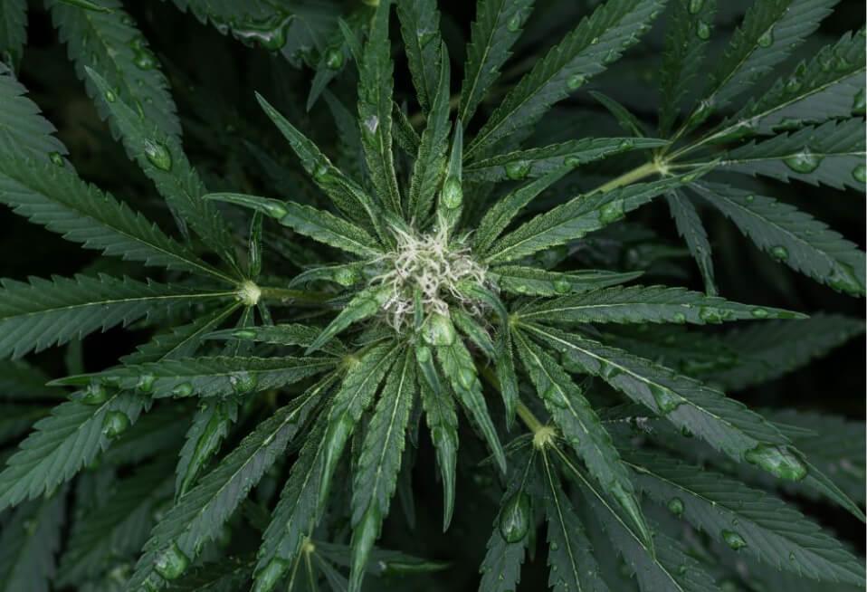 Close-up of hemp plant leaves and bud with water droplets, green foliage background