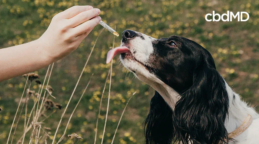 How to Give Your Pet CBD for the First Time - cbdMD