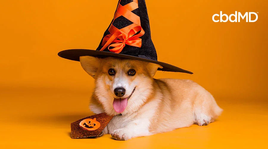 Halloween Pet Safety Tips to Keep Your Best Friends Safe - cbdMD
