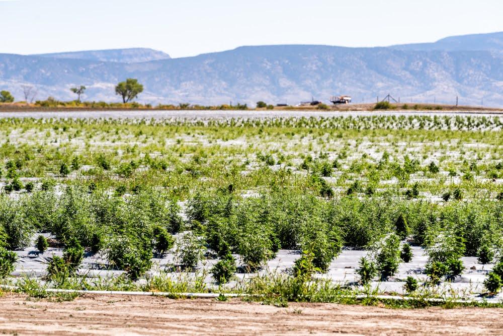 rows of hemp plants and irrigation system growing on farm