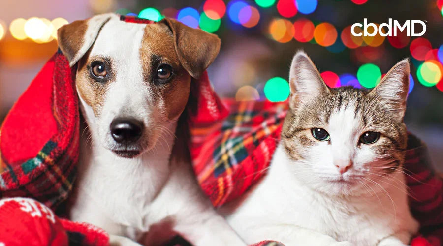 December Holiday Safety Tips for Pets - cbdMD
