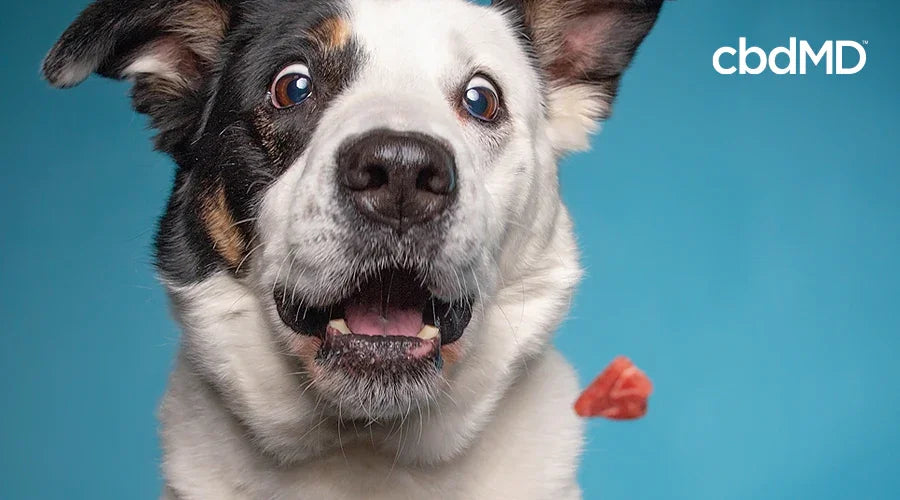 Happy dog with treat and cbdMD logo on blue background, promoting CBD dog treats.