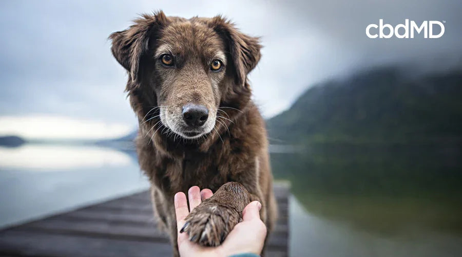 How CBD Treats for Dogs Can Help the Hard-to-Train Pup - cbdMD