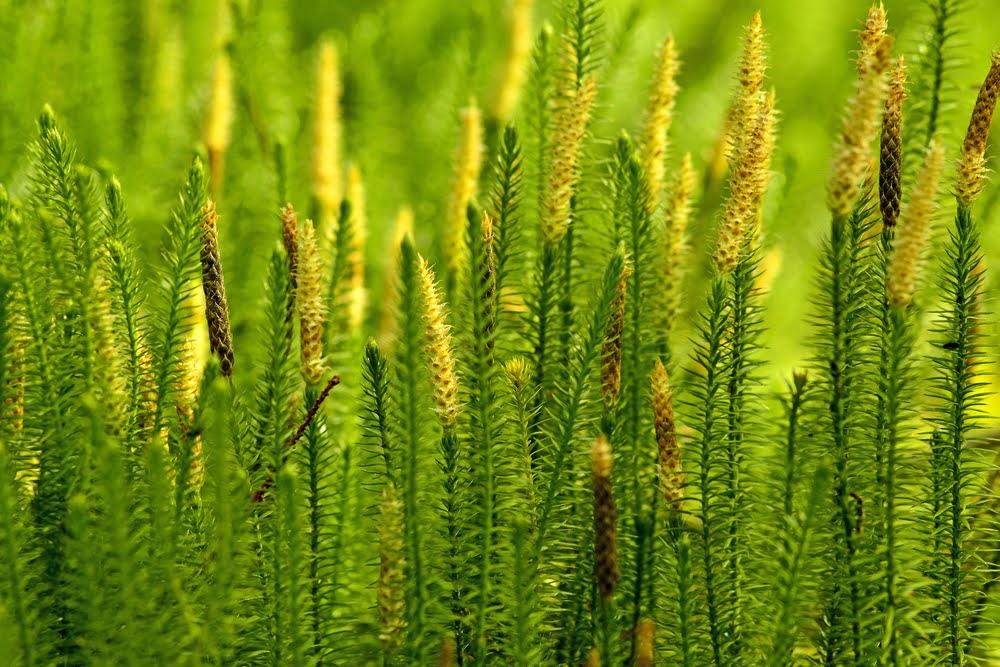 closeup image of huperzia firs