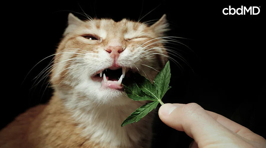 Orange cat sniffing a green cannabis leaf held by a hand on a black background